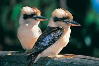 <img200*0:stuff/z/65185/[The%2520Mad%2520Hatter]%2527s%2520Photography/kookaburra.jpg>